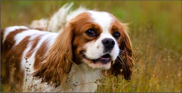 Cavalier King Charles Spaniels | Cavalier Dogs Canada